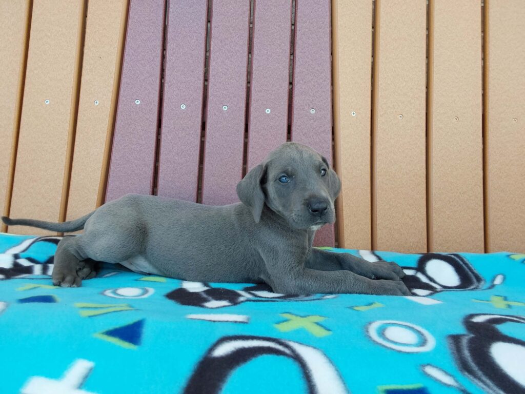 Great Dane pups