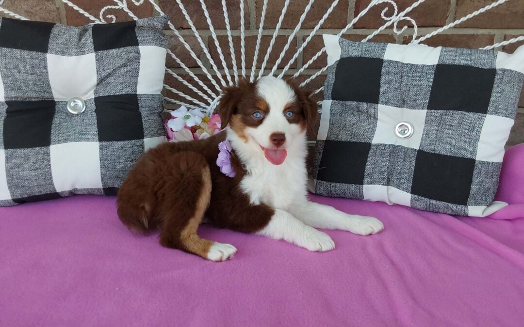 Australian Shepherd Puppies now available July-August