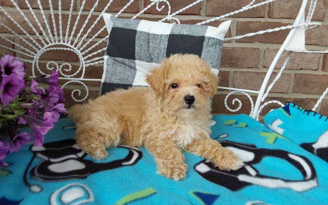 Bichpoo (Bichonpoo/Poochon) Puppies now available as of August 6, 2023